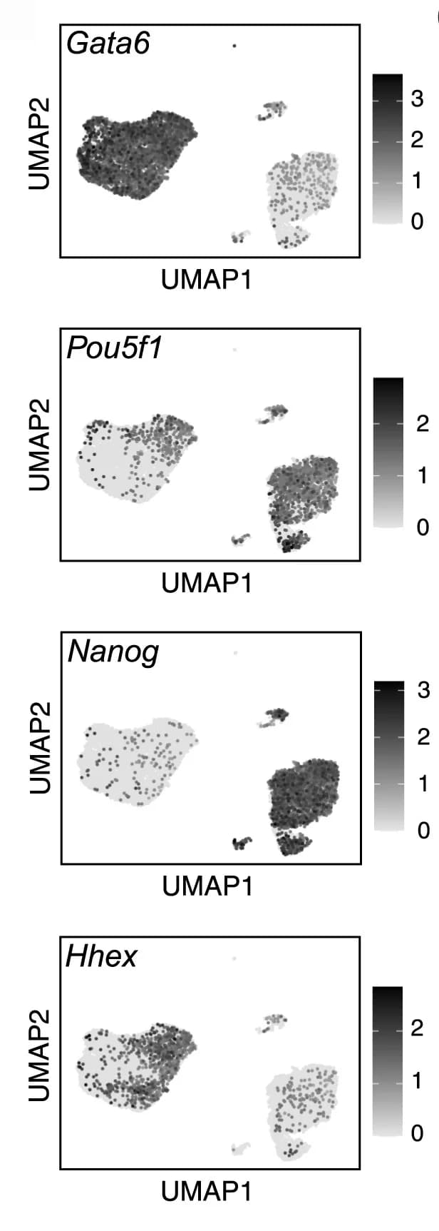 Open access visualization of UMAP, Scatter Plot, Single-Cell Expression, Markers