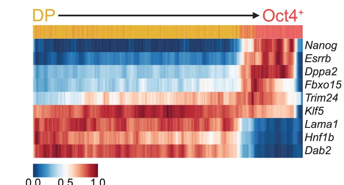 Open access visualization of Heatmap, Scaled Expression, scRNA-seq, DP Cluster, Oct4+ nEnd Cluster