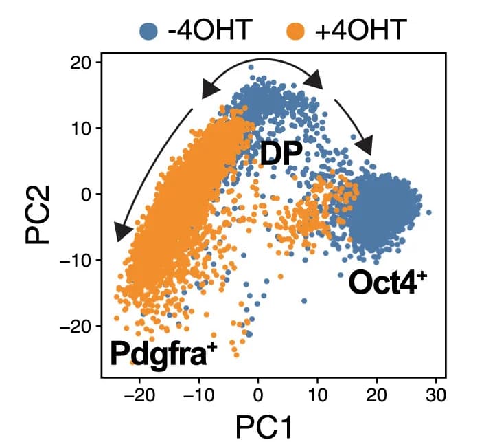 Open access visualization of Scatter Plot, PCA, scRNA-seq, Oct4LOFnEnd, 4OHT