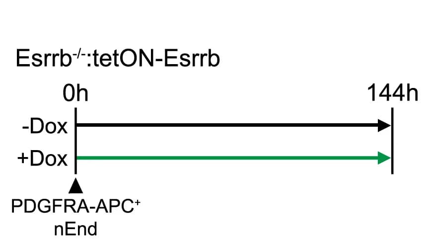 Open access visualization of Workflow, Flowchart, Illustration, Esrrb Induction, EKOiE nEnd