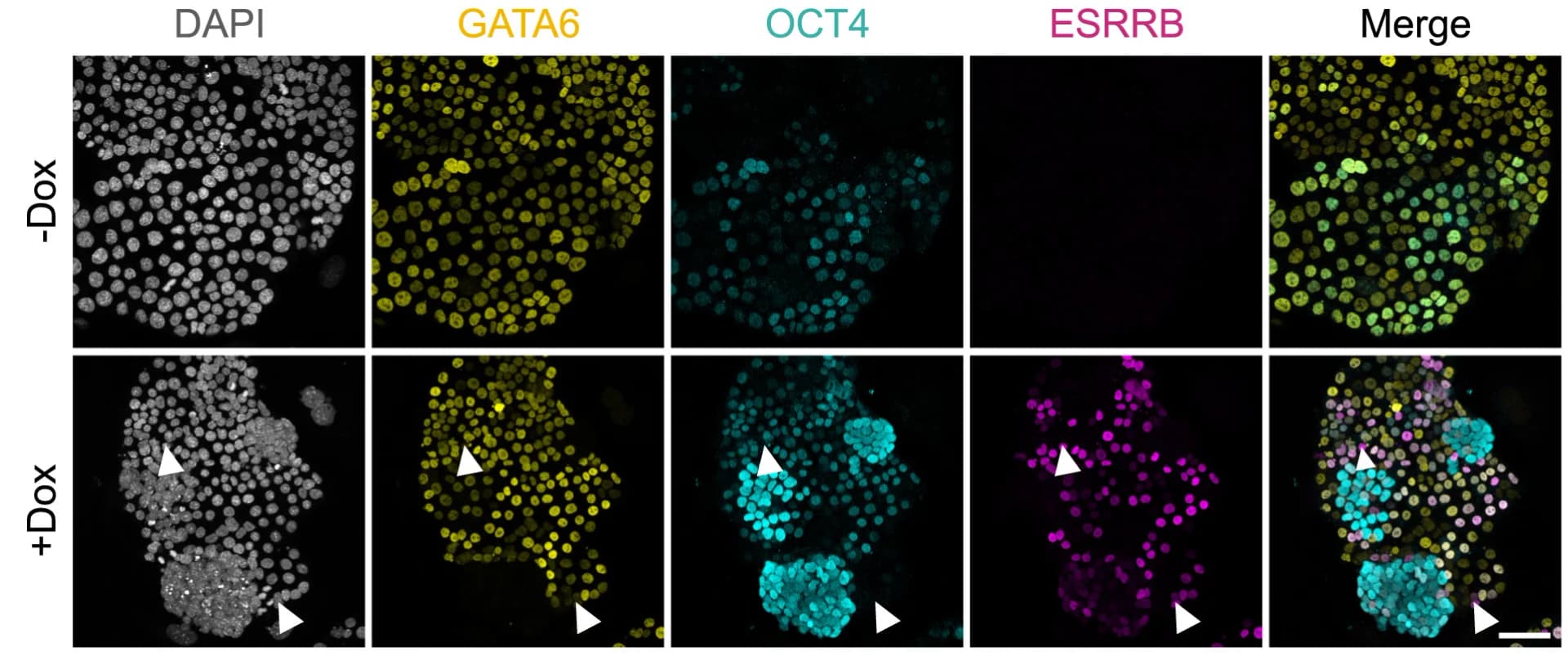 Open access visualization of Microscopy, Immunostaining, EKOiE nEnd, Dox