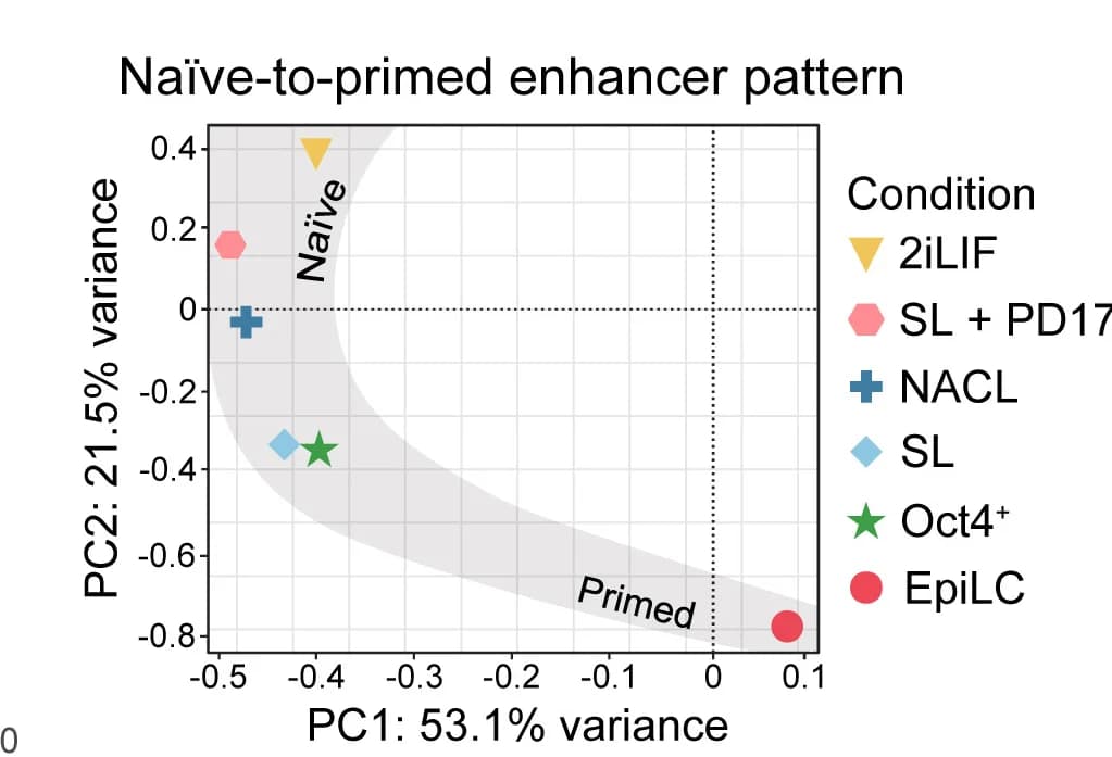 Open access visualization of Scatter Plot, PCA, 2iLIF, EpiLC, Enhancer Patterns