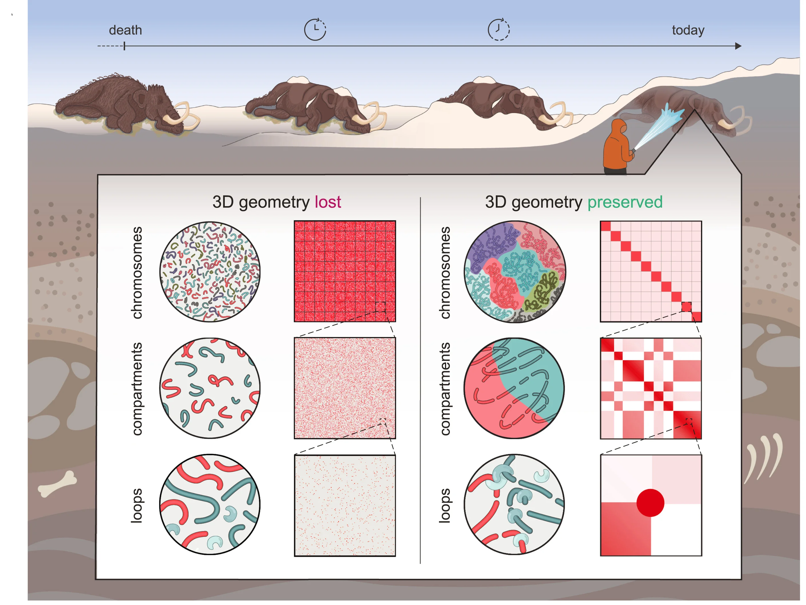 Open access visualization of Illustration, Heatmap, Ancient DNA, Chromosomes, Chromosome Territories