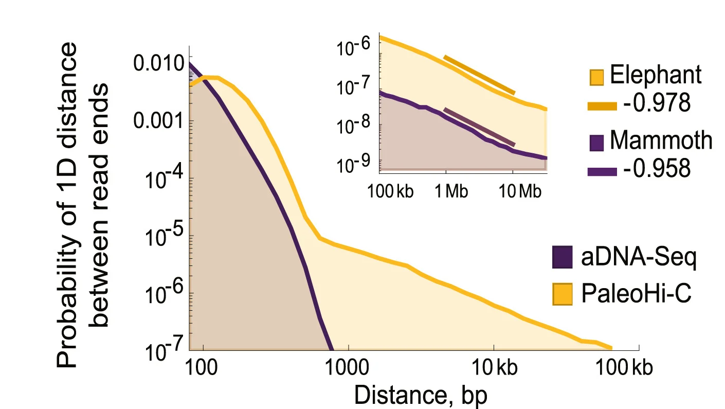 Open access visualization of Line Plot, Density Plot, PaleoHi-C, aDNA-Seq, African Elephant