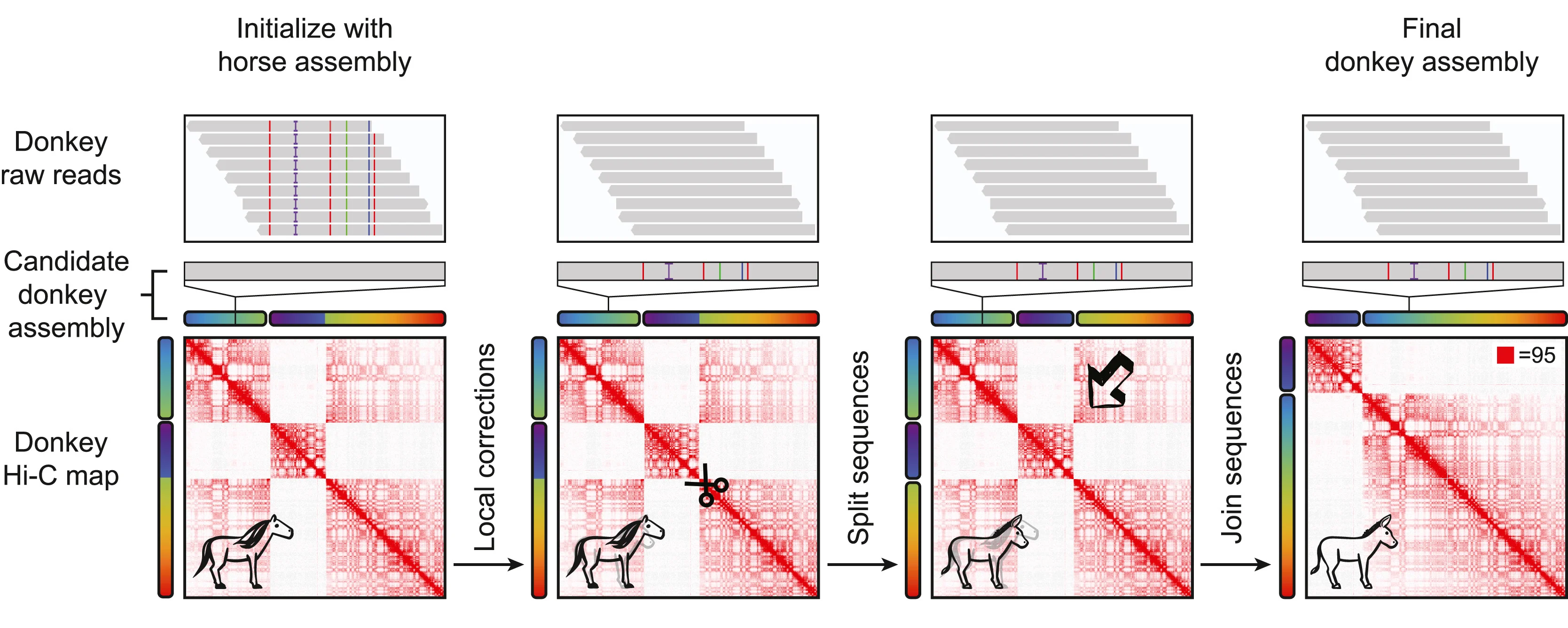 Open access visualization of Heatmap, Workflow, Illustration, 3D Genome Assembly, Donkey