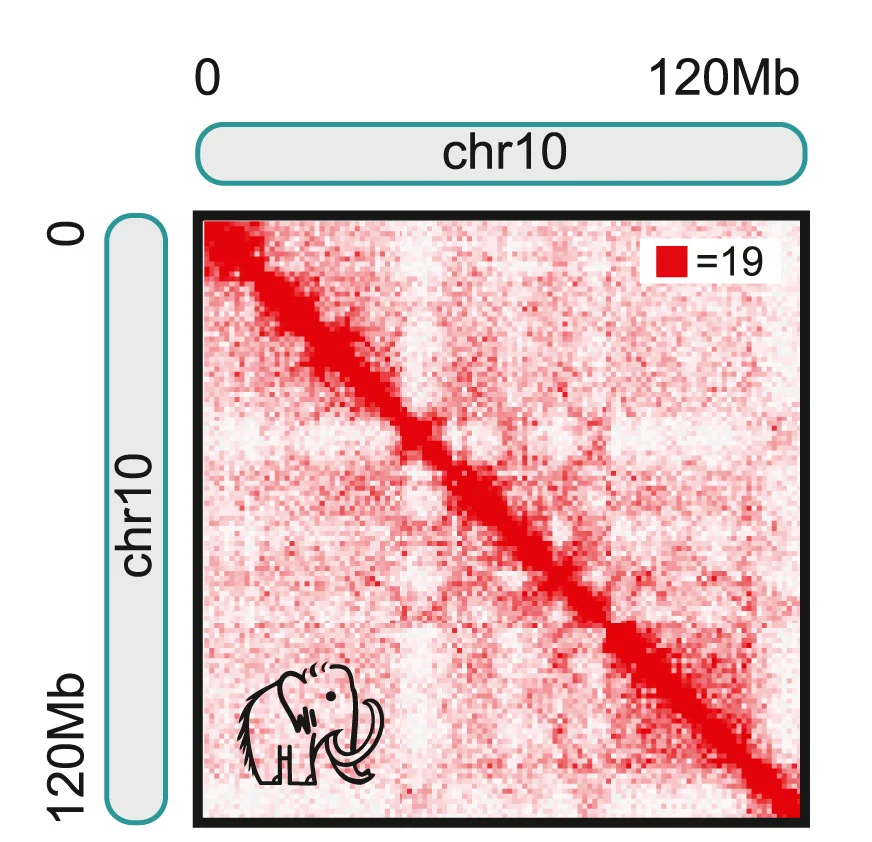 Open access visualization of Heatmap, Raw Contact Data, Autocorrelation Matrices, Eigenvector, Chromatin Compartments