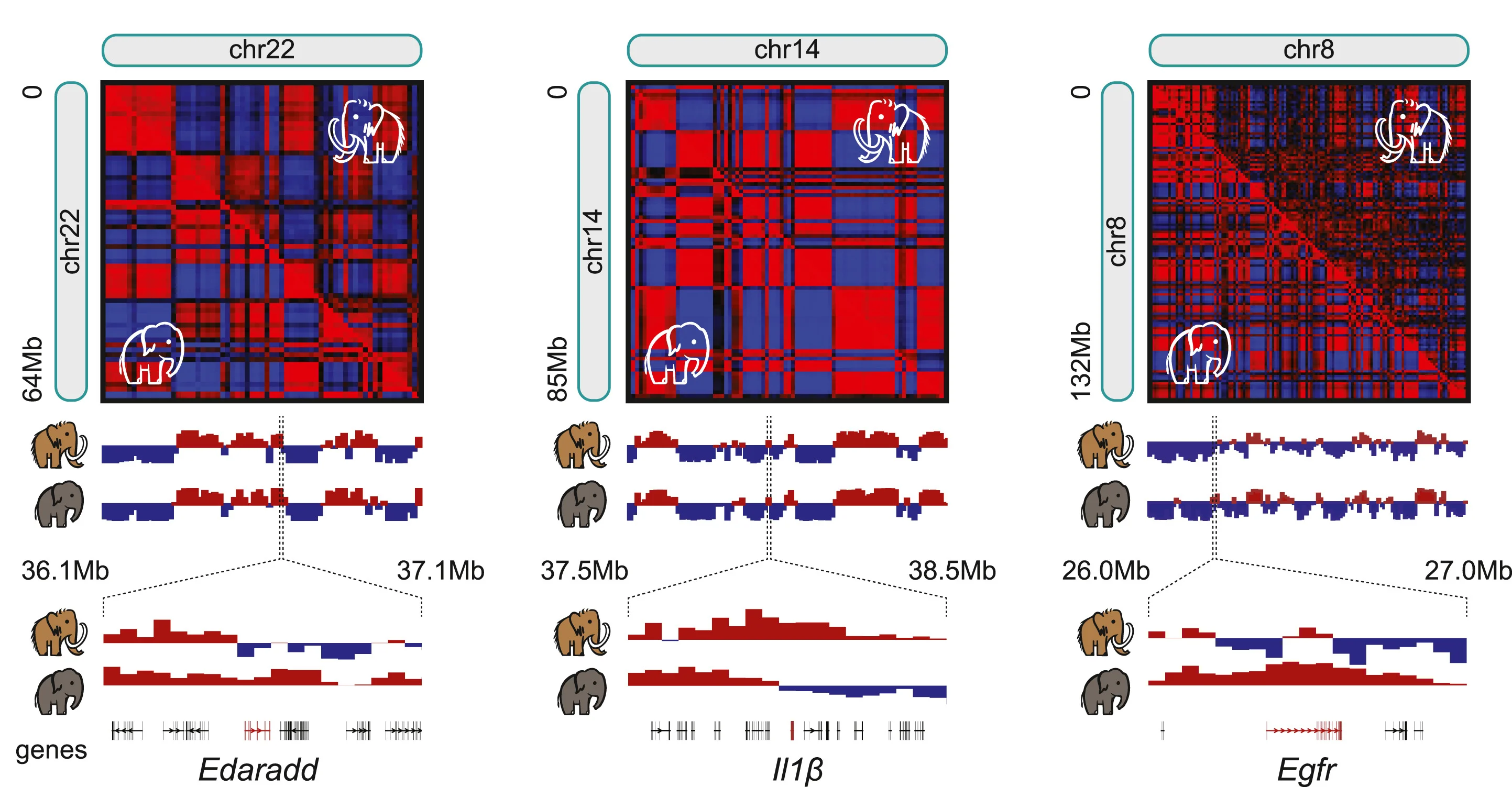 Open access visualization of Heatmap, Line Plot, Skin, Mammoth, Asian Elephant