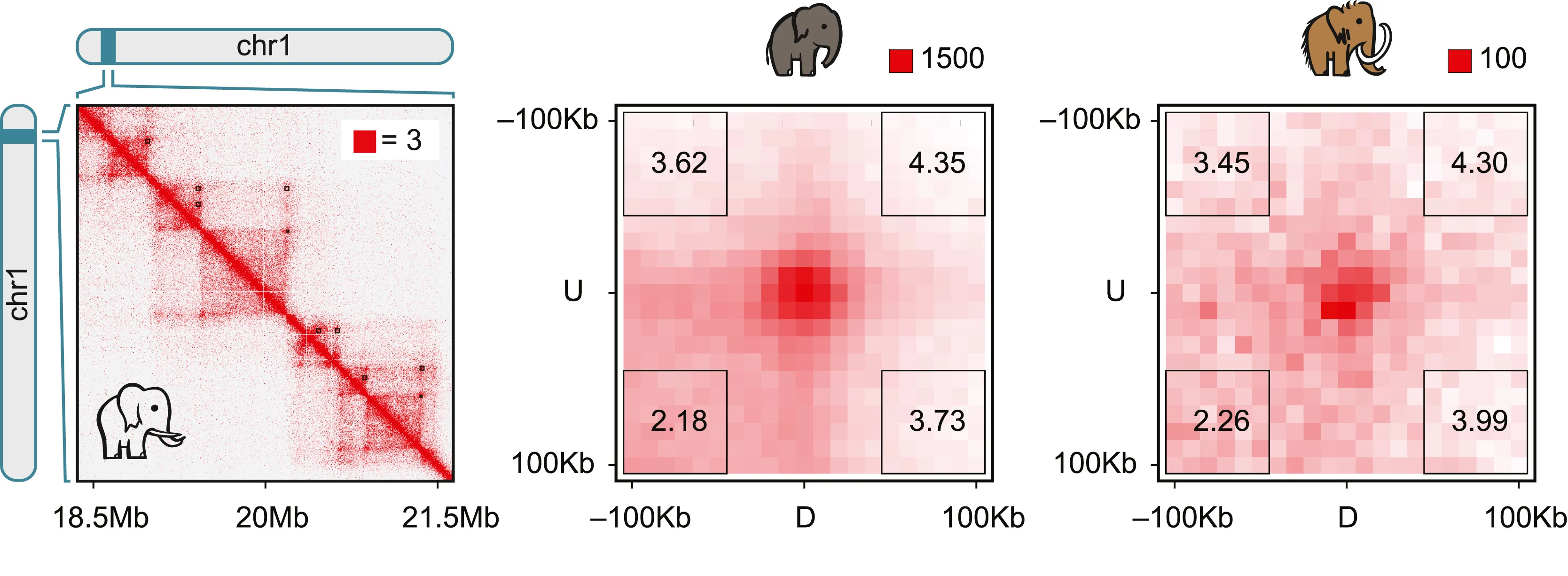 Open access visualization of Heatmap, Hi-C Map, Loop Calls, African Elephant, Fibroblasts