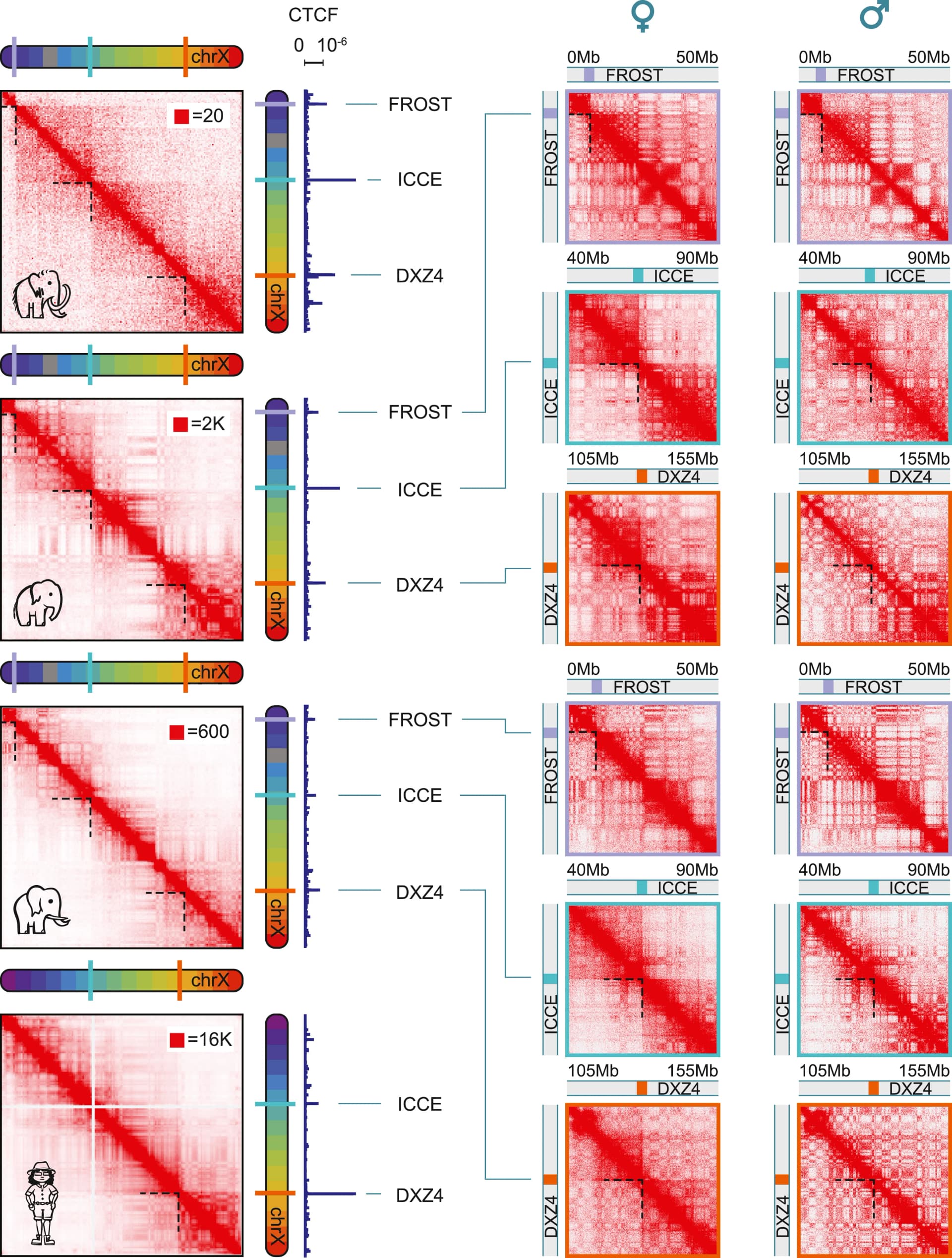 Open access visualization of Heatmap, Bar Plot, Contact Maps, Female Mammoth, Asian Elephant Blood