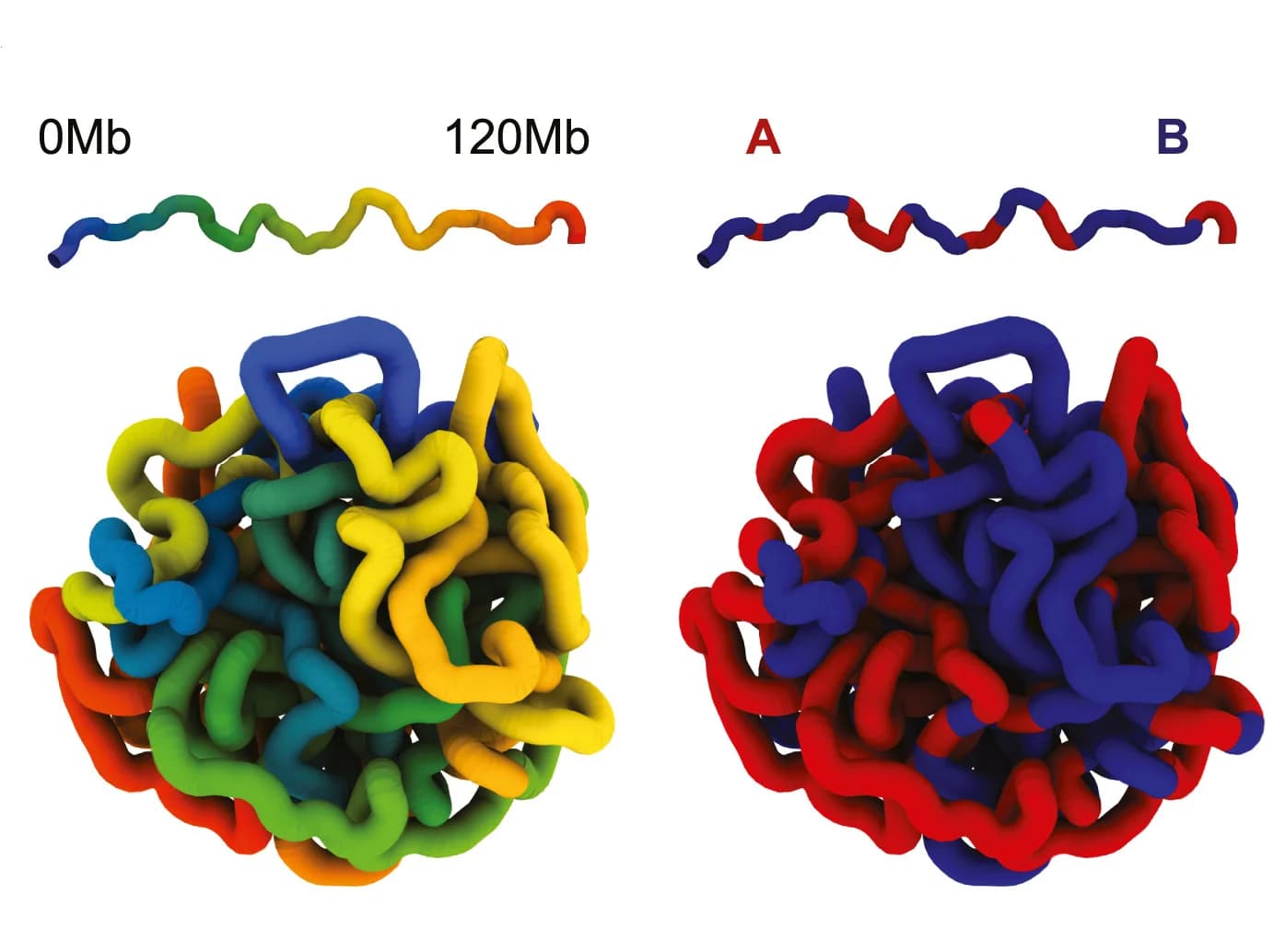 Open access visualization of 3D Plot, Polymer Physics, PaleoHi-C Data, 3D Structures, Woolly Mammoth Chromosomes