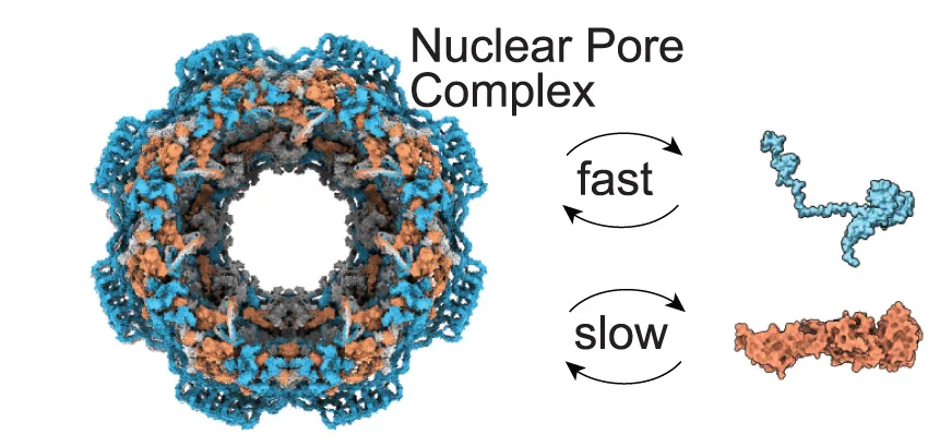 Open access visualization of Protein Structure, Subunit Exchange Kinetics, Nuclear Pore Complex, Residence Time, Subunits