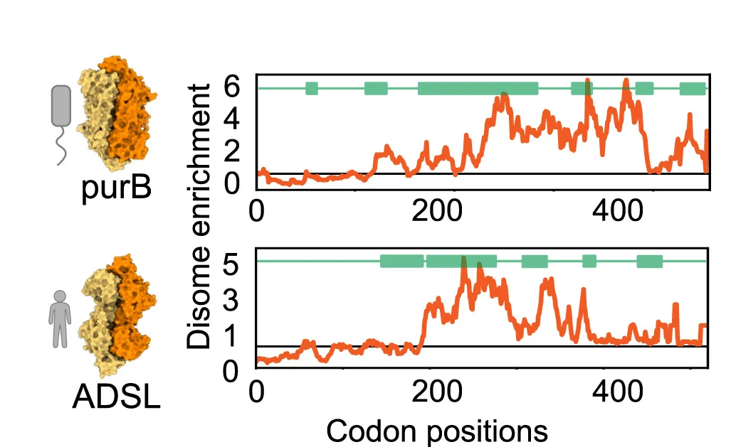 Open access visualization of Line Plot, Protein Structure, Conservation of Structure, Co-translational Assembly, Adenylosuccinate Lyase Enzymes