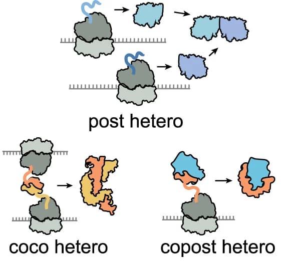 Open access visualization of Workflow, Illustration, Heterodimers, Protein Assembly, Co-translational