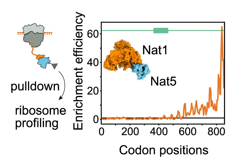 Open access visualization of Line Plot, Illustration, Co-translational Assembly, Nat1/5 Heteromer, SeRP