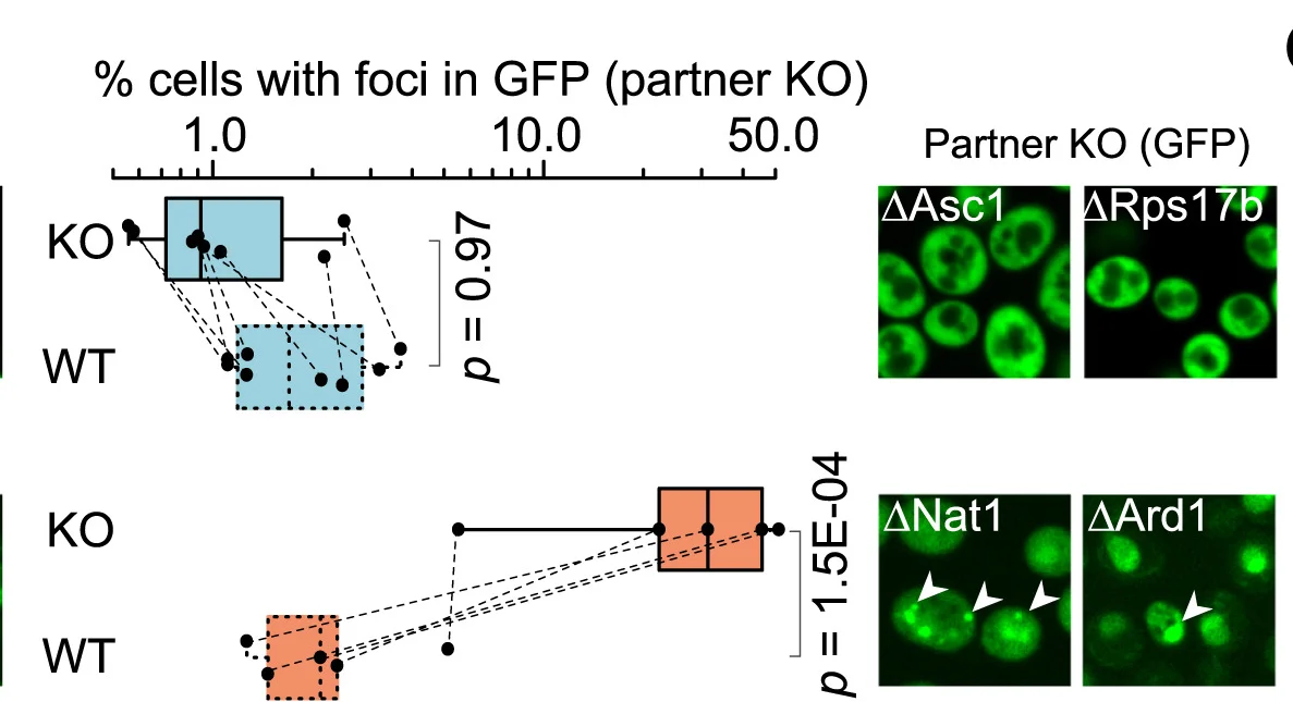 Open access visualization of Box Plot, Scatter Plot, Microscopy, Punctae, Coco Subunits