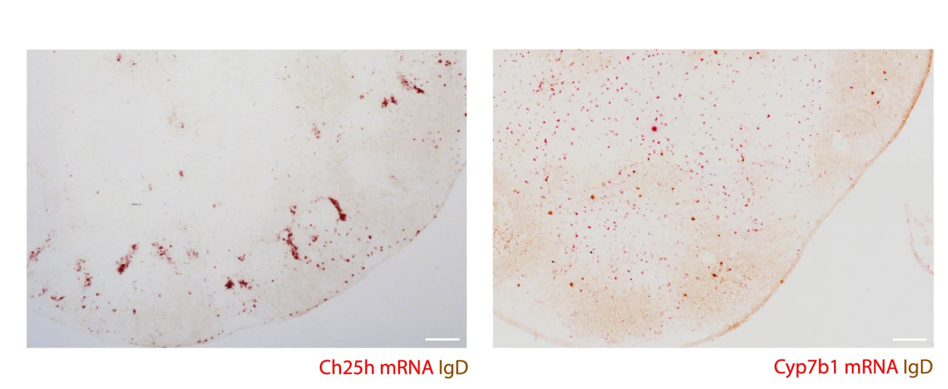 Open access visualization of Microscopy, RNA-scope, Ch25h, Cyp7b1, LNs