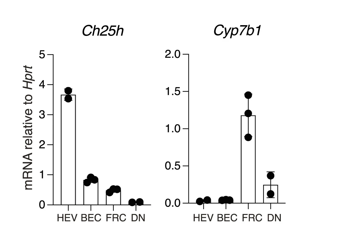Open access visualization of Bar Plot, Error Bars, Scatter Plot, RT-qPCR, Ch25h