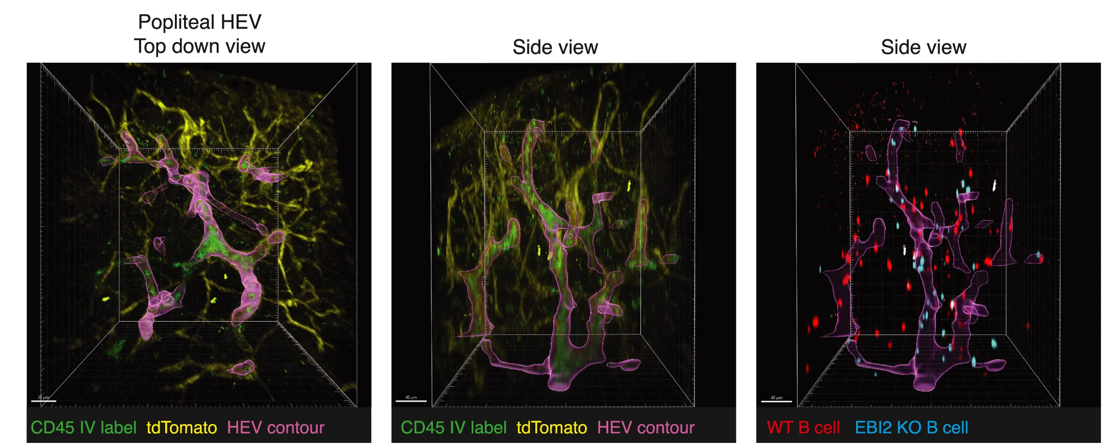 Open access visualization of Microscopy, Two-Photon Microscopy, Cleared Lymph Nodes, mTmG Mice, LCMV Infection