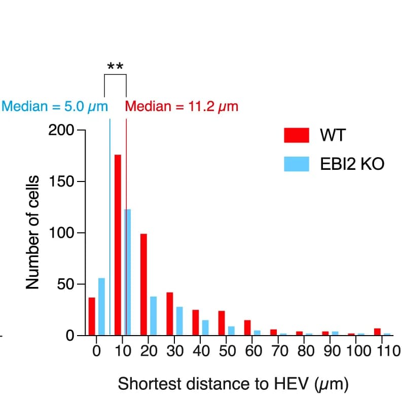 Open access visualization of Bar Plot, Clustered, Distance to HEV, B Cells, Lymph Nodes