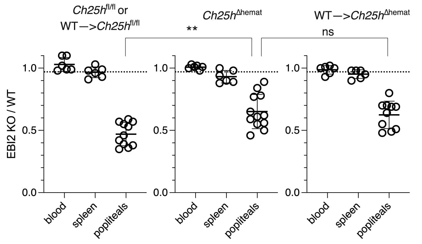 Open access visualization of Scatter Plot, EBI2 KO, WT B Cell Ratios, Co-transfer, Chimeric Mice