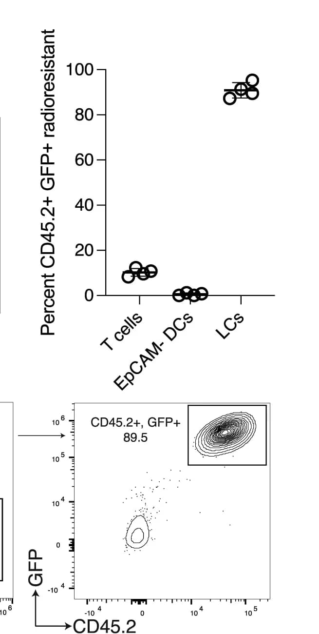 Open access visualization of Scatter Plot, Flow Cytometry, Radioresistance, T Cells, Langerhans Cells
