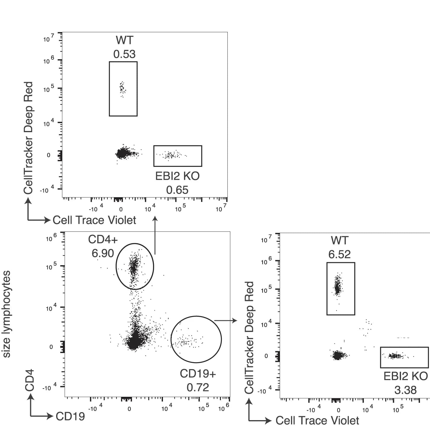 Open access visualization of Scatter Plot, Flow Cytometry, EBI2 KO, WT B Cells, CD4 T Cells