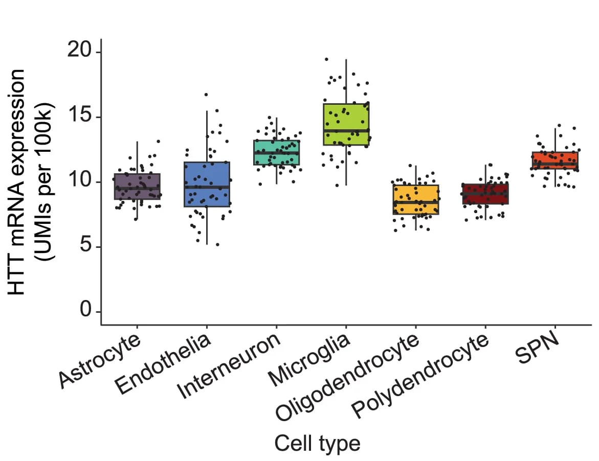 Open access visualization of Box Plot, Scatter Plot, HTT Transcripts, Nuclei, Striatal Cell Types