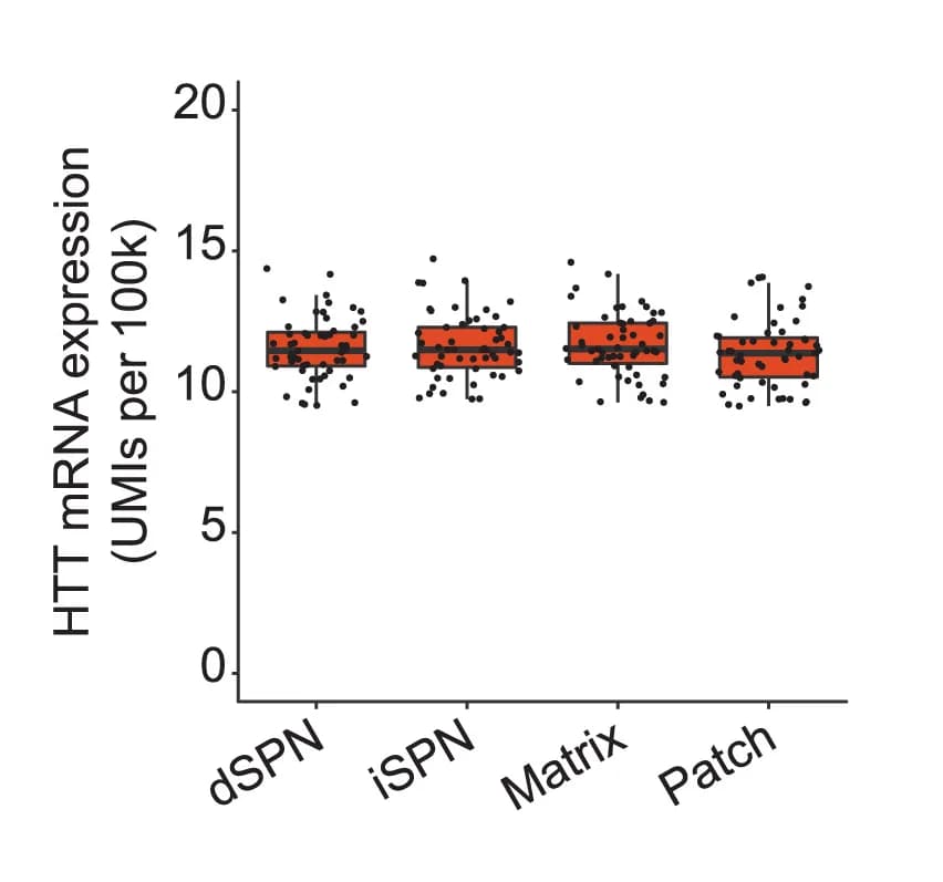 Open access visualization of Box Plot, Scatter Plot, HTT Transcripts, Nuclei, SPN Subtypes