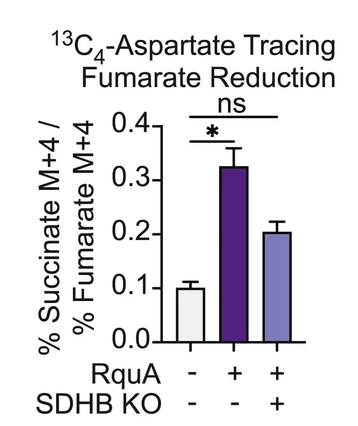 Open access visualization of Bar Plot, Error Bars, Fumarate Reduction, 13C4-Aspartate Tracing, 143B Cells