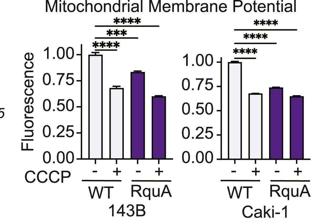 Open access visualization of Bar Plot, Error Bars, Clustered, Mitochondrial Membrane Potential, Wild-Type Cells