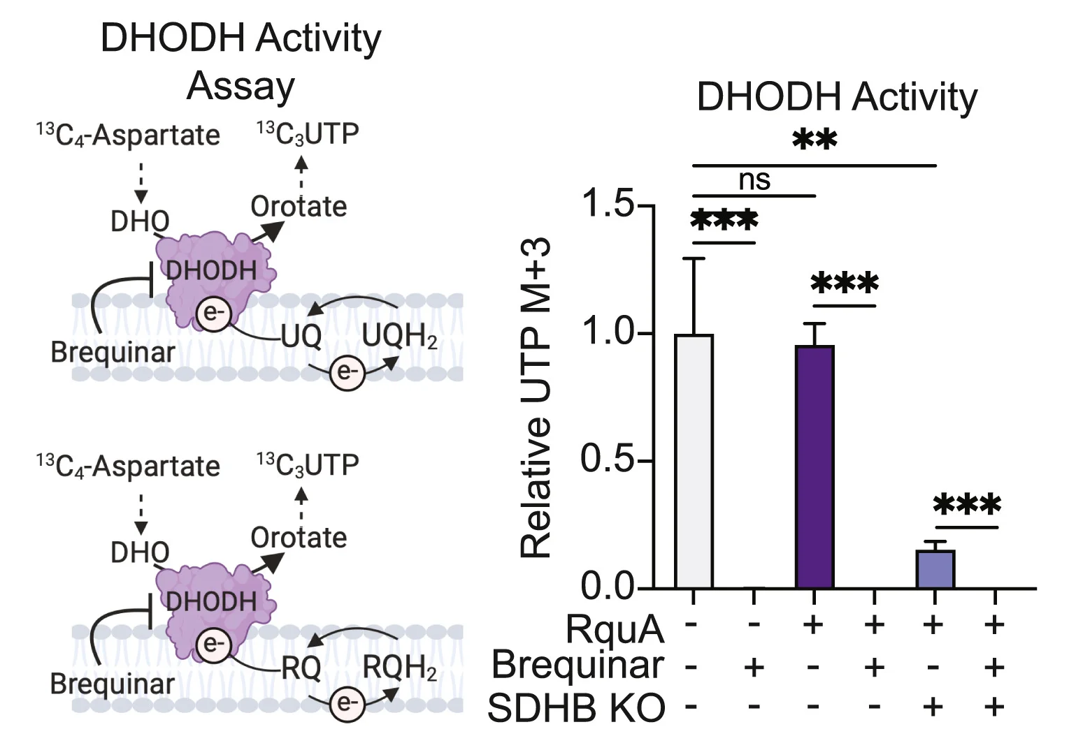 Open access visualization of Bar Plot, Error Bars, Illustration, Workflow, DHODH Activity