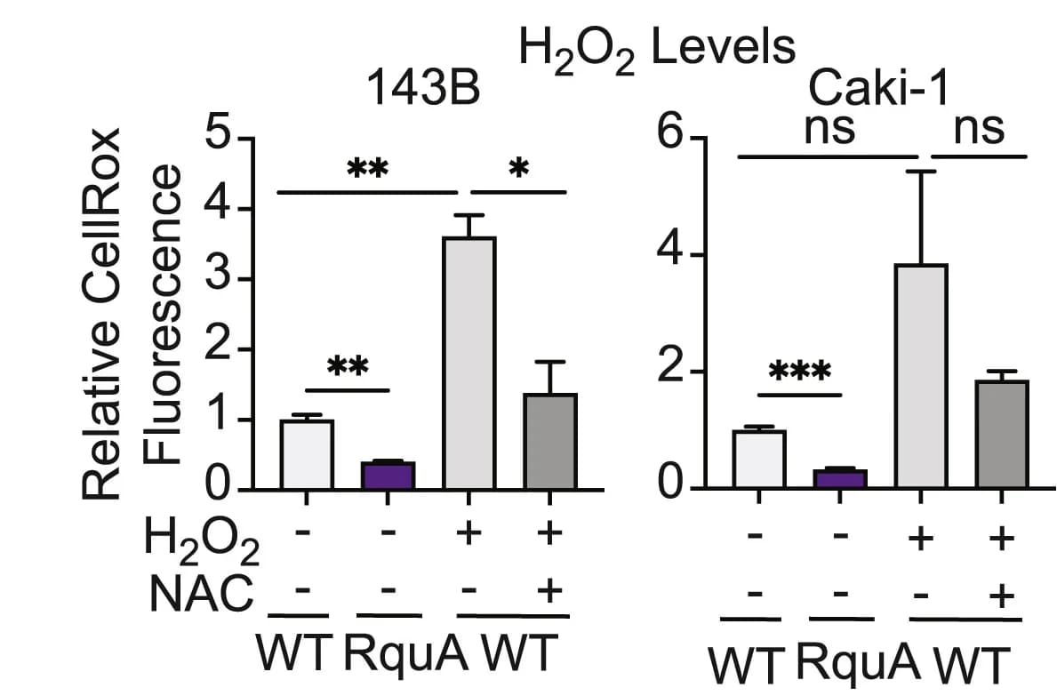 Open access visualization of Bar Plot, Error Bars, Hydrogen Peroxide, Wild-Type Cells, RquA-expressing Cells