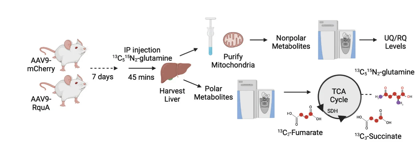 Open access visualization of Workflow, Illustration, 13C515N2-Glutamine, Tracing, In vivo
