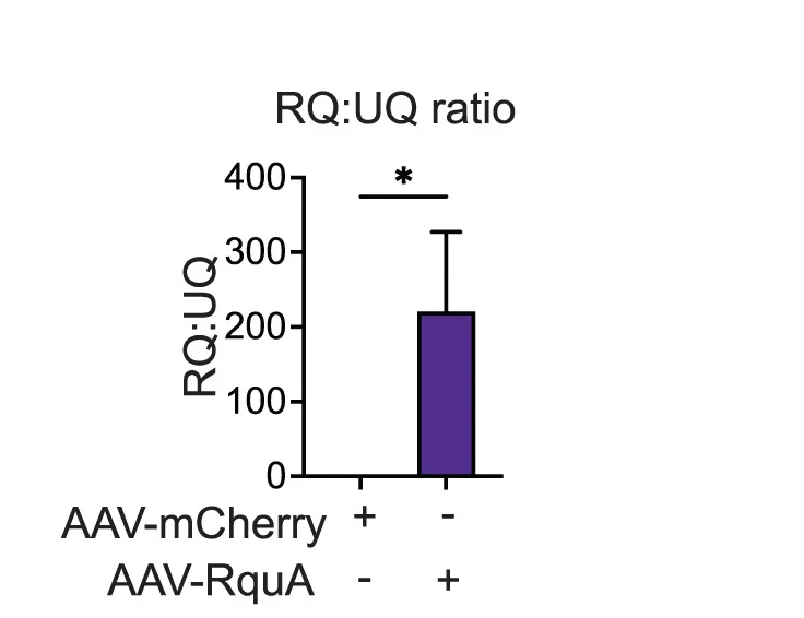 Open access visualization of Bar Plot, Error Bars, Rhodoquinone-9, Ubiquinone-9, Mitochondria
