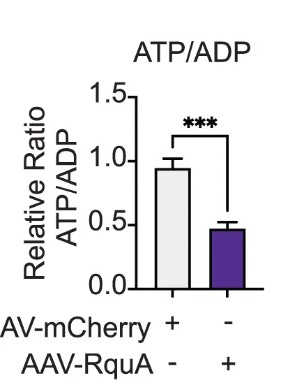 Open access visualization of Bar Plot, Error Bars, ATP, ADP, AAV9-mCherry