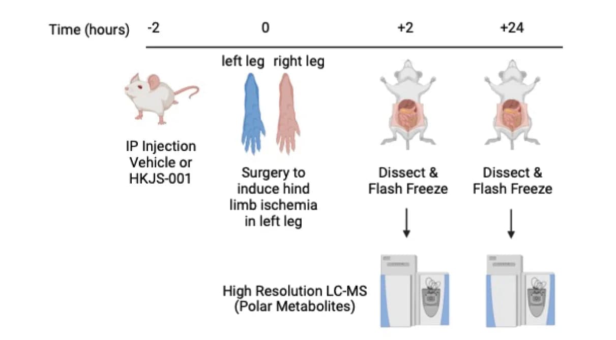 Open access visualization of Workflow, Illustration, Ischemia, Schematic