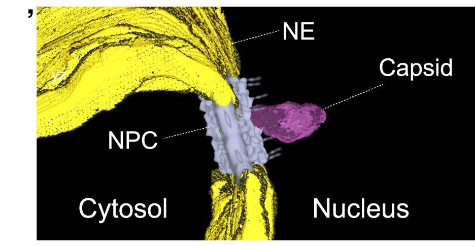 Open access visualization of 3D Plot, Protein Structure, Chemical Structure, Tomographic Reconstruction, Resin Sections