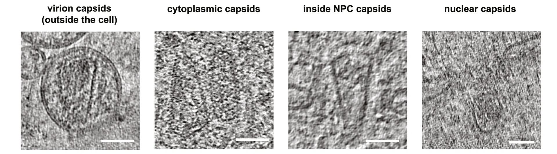 Open access visualization of Microscopy, Cryo-tomograms, HIV-1 Capsids, Virions, Cytoplasm