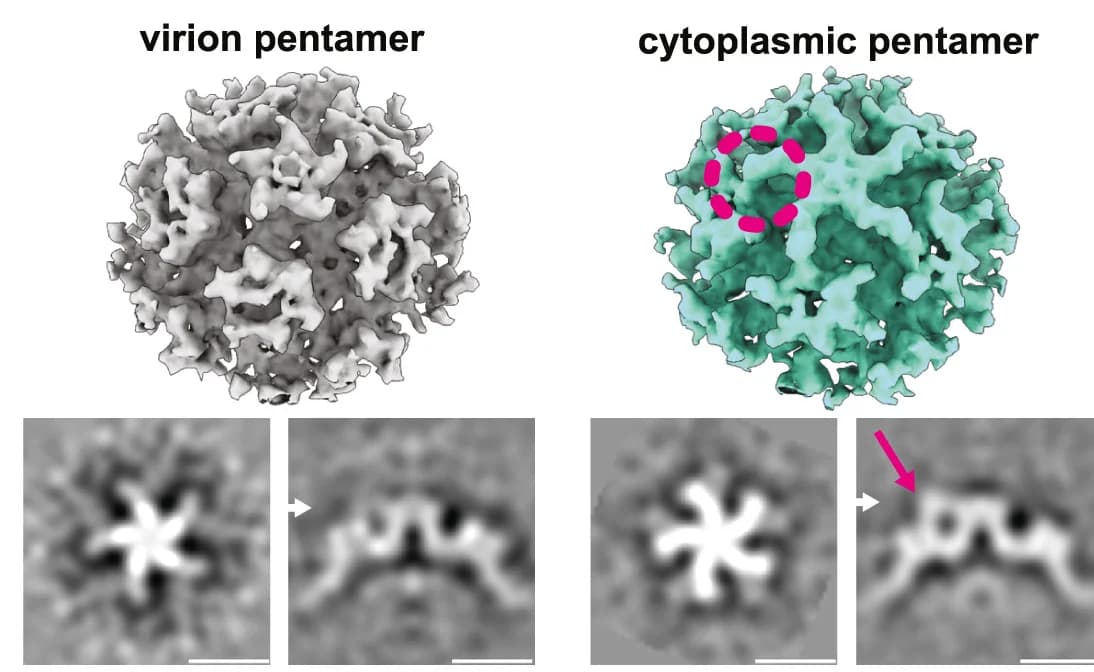 Open access visualization of Microscopy, STA, HIV-1, CA Pentamer, Virion