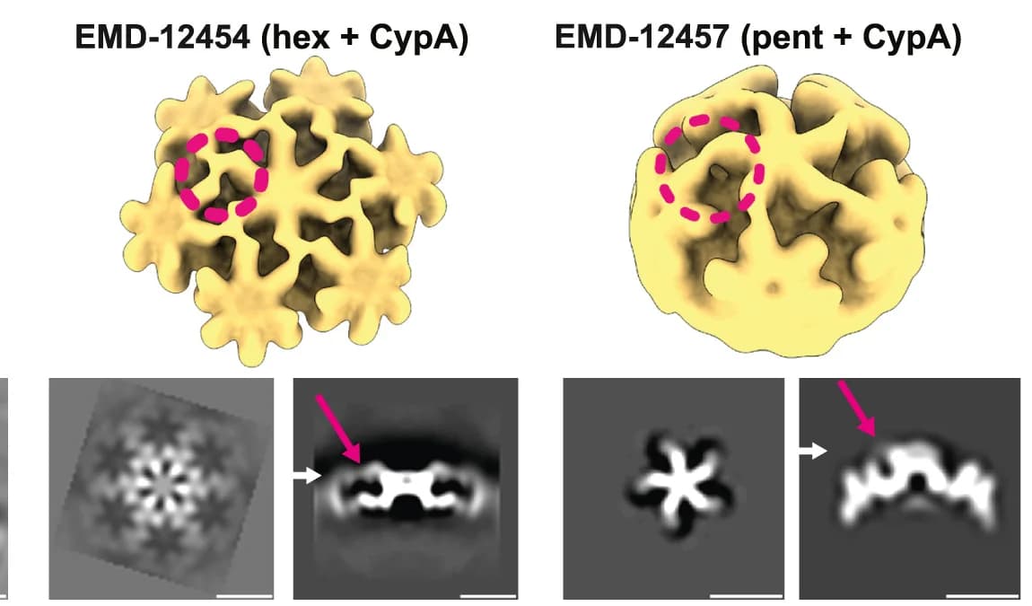 Open access visualization of Protein Structure, Microscopy, In vitro Structures, CA Hexamers, CA Pentamer