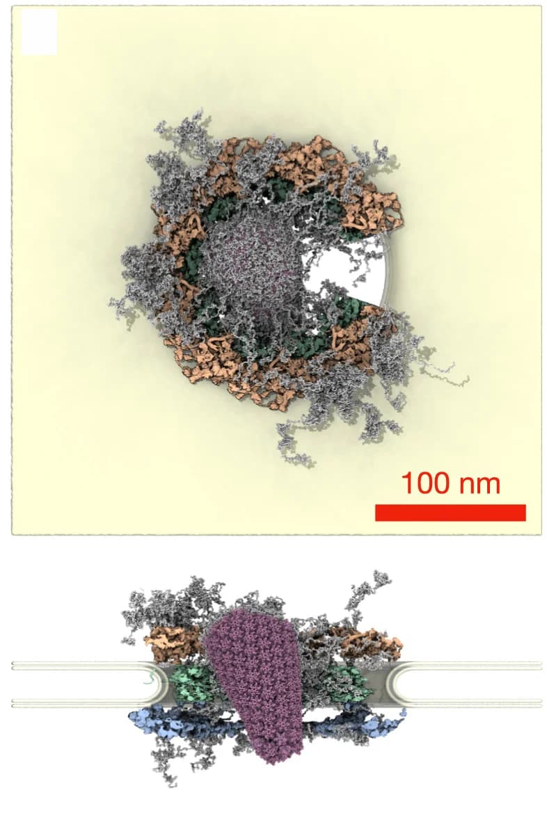 Open access visualization of Protein Structure, Chemical Structure, MD Simulations, HIV-1 Capsid, NPC