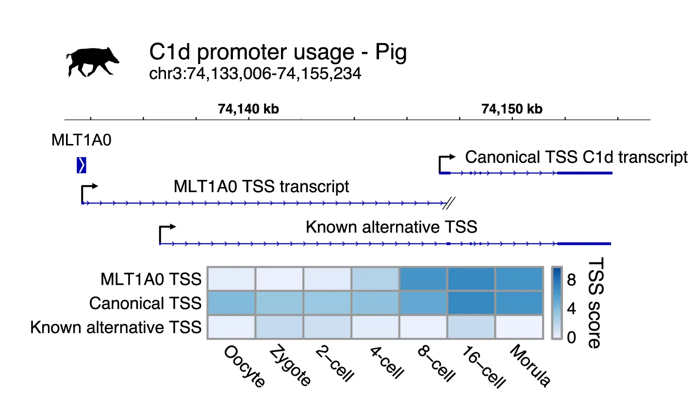 Open access visualization of Heatmap, Promoter Usage, TSS Score, Pig, TSS