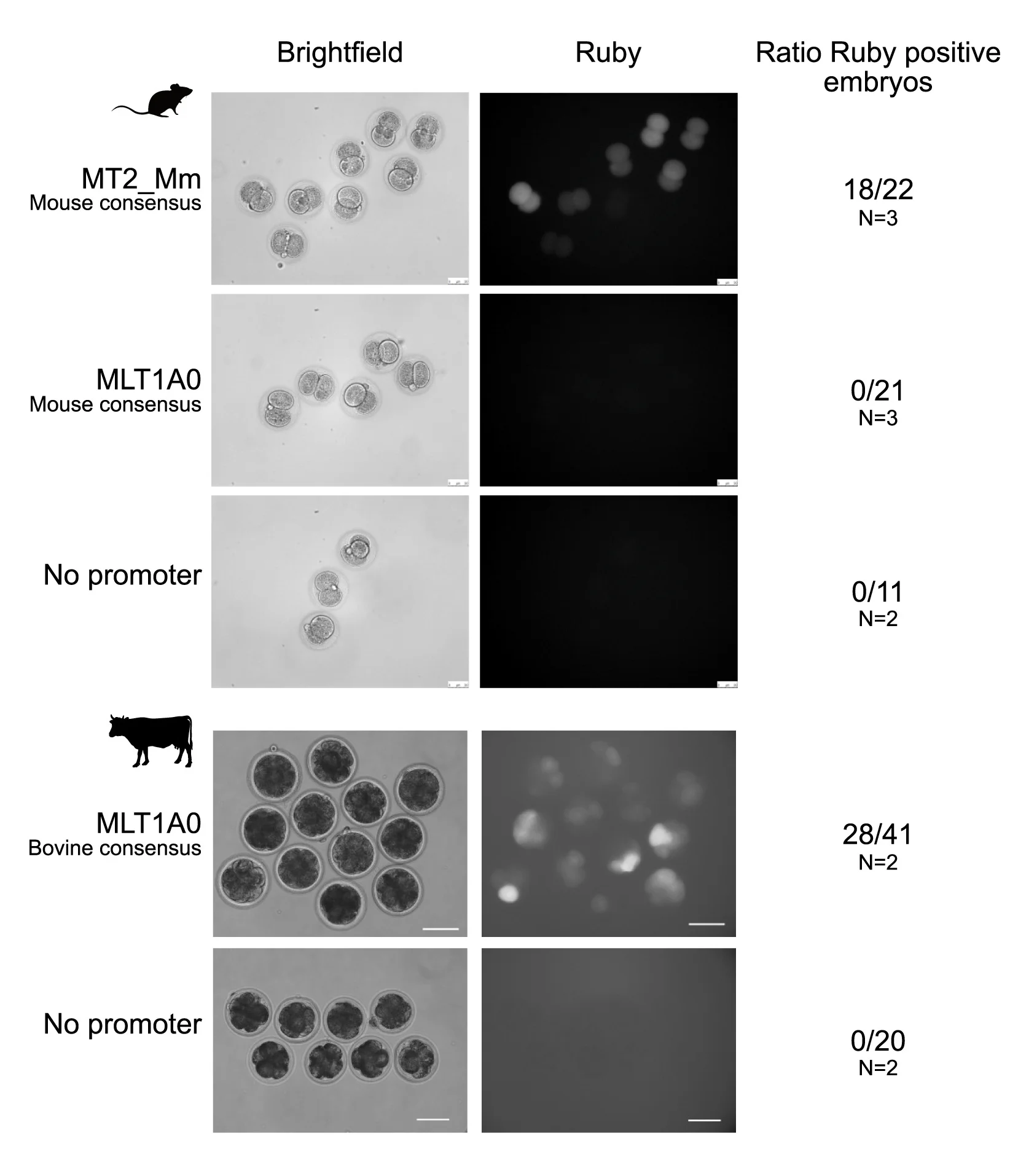 Open access visualization of Microscopy, Bright-Field Images, Fluorescence Images, EGA, Mouse Embryos