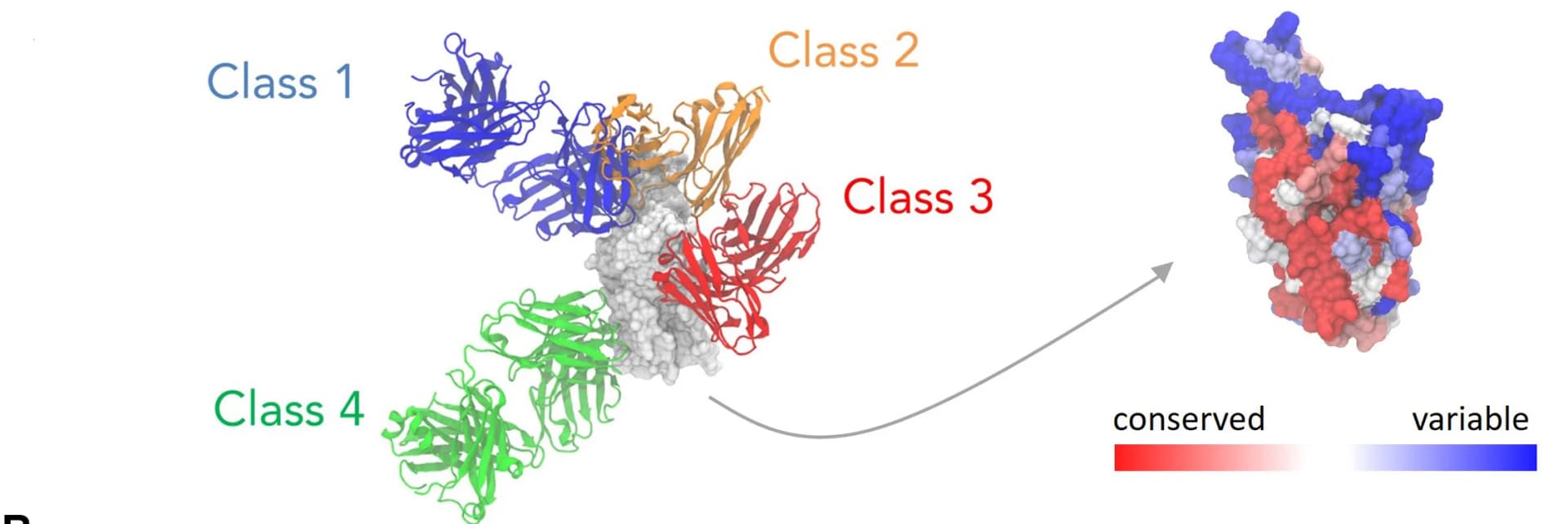 Open access visualization of Protein Structure, Class 1 Antibodies, Class 2 Antibodies, Class 3 Antibodies, Class 4 Antibodies