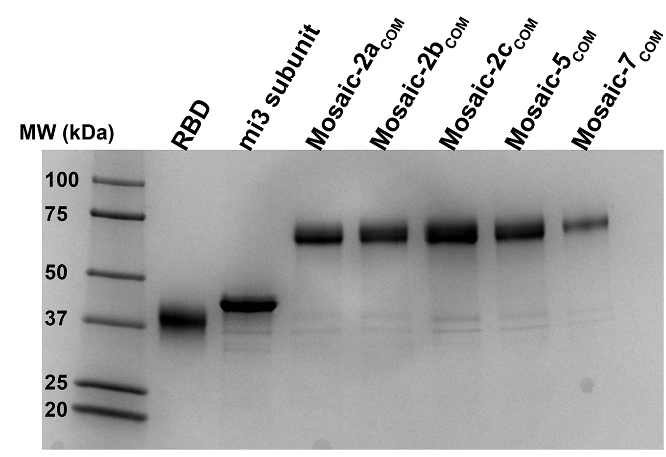Open access visualization of Gel, SDS-PAGE, RBD-NP, SEC Fractions