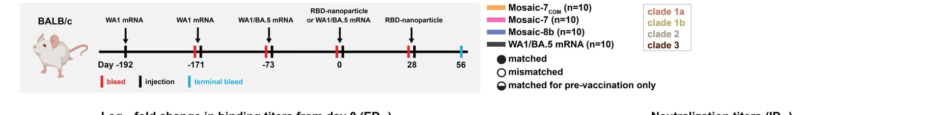 Open access visualization of Workflow, Vaccination Regimen, mRNA-LNP, RBD NPs, Sarbecovirus Strains