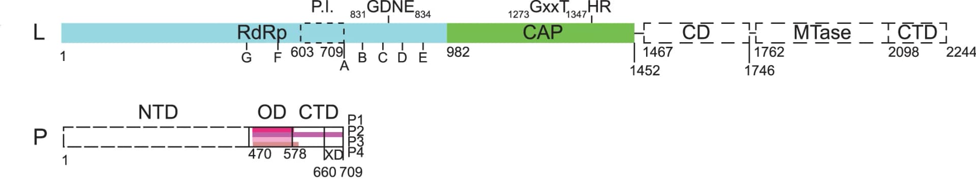 Open access visualization of Illustration, NiV L Protein, NiV P Protein, Domain Organization, Tetrameric P Protein