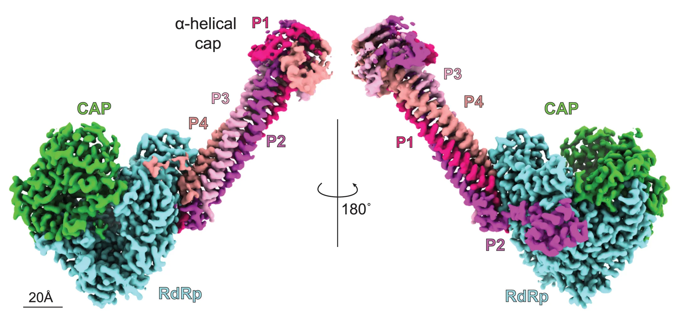 Open access visualization of Protein Structure, Cryo-EM, NiV L-P Complex, L Domains, P Protomers