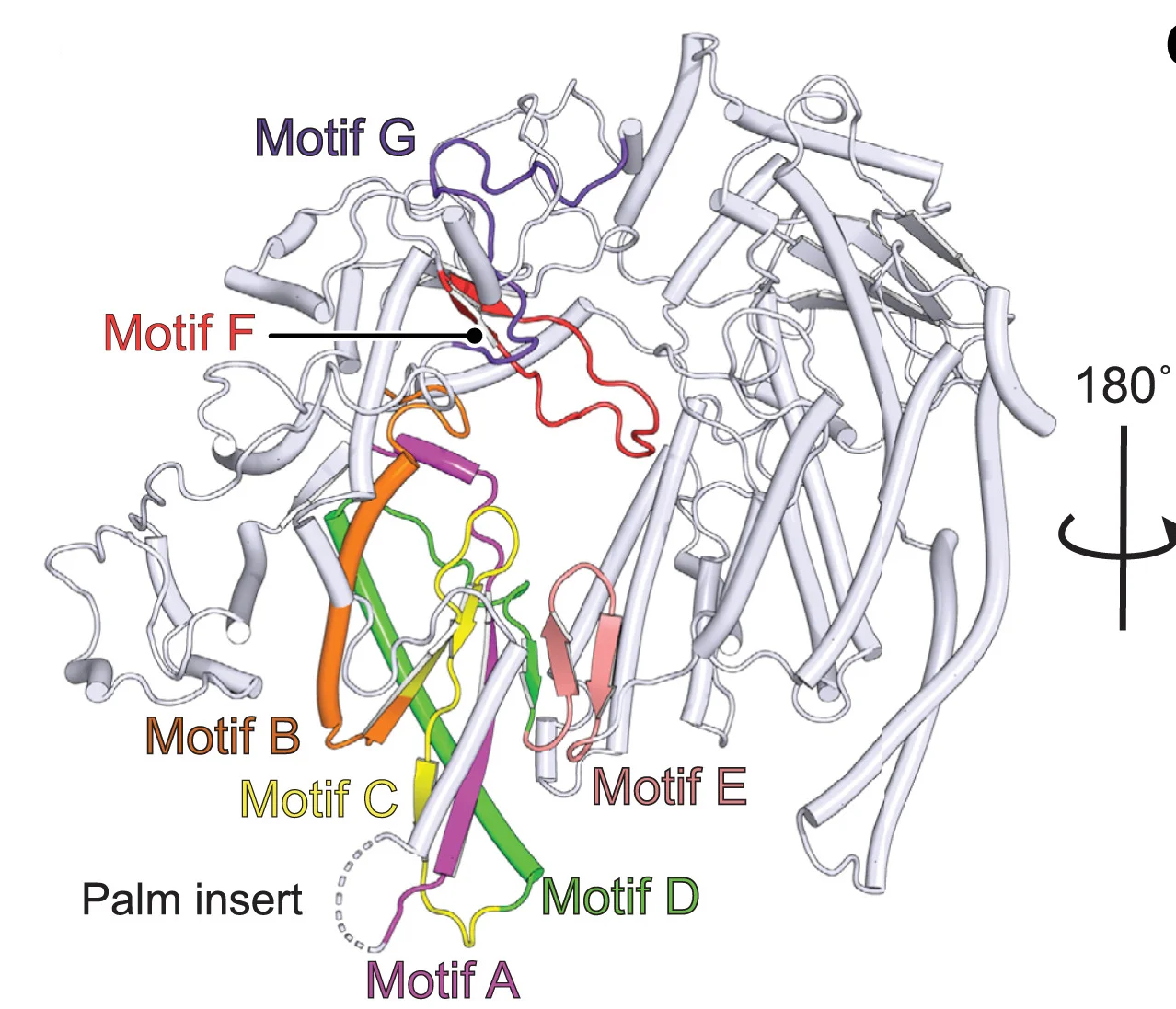 Open access visualization of Protein Structure, Catalytic Motifs