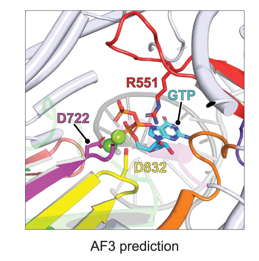 Open access visualization of Protein Structure, Chemical Structure, AlphaFold 3, NiV L Active Site, Duplex RNA